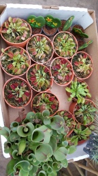 The fascinating carnivore plants for sale